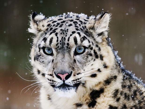 Narphu Snow Leopard Trek
